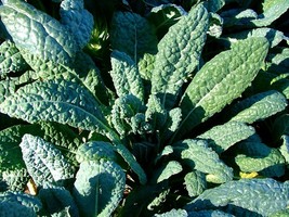 KKG Lacinato Kale Seeds Italian Dinosaur Kale Cruciferous Fresh Garden - $7.89