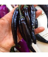 THJAR Murasaki Purple Sweet Pepper Seeds - $9.97