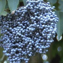 Blue Elderberry Seeds Sambucus Caerulea USA SELLER - £7.27 GBP