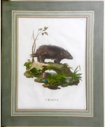 Antique 18th / 19th C Animal Engraving &#39;Ursone&#39; Porcupine Handcolored La... - $171.31 CAD