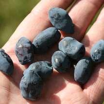 Yezberry® Solo™ (Lonicera caerulea) Live plant 4” pot size - £43.89 GBP