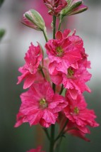 40 Larkspur Qis Carmine Seeds Fresh Seeds USA - $8.18