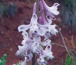 FREE SHIPPING Delphinium wootonii Organ Mountain Larkspur 20 Seeds - £14.15 GBP