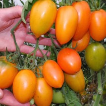 Orange Banana Tomato Seeds Grower Organic Garden - $7.00