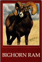 Bighorn Ram Mountain West Prints Vintage Postcard Continental - £5.16 GBP