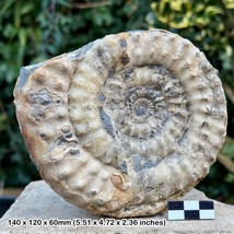 5.5&quot; Rare Microderoceras birchi Calcite Ammonite Fossil – Turneri Zone, Lower - $286.89