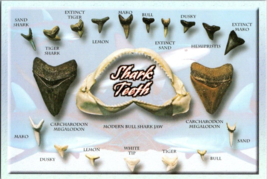 Postcard  Shark Teeth Fossil  &amp; Recent Bull Shark Jaw   6 x  4 Inches - £5.99 GBP