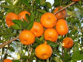 Tangerine Seeds Sweet Citrus Tangerina Seeds Live Seed 20 Seeds Fresh Garden USA - $9.86