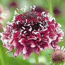 TH 25 Seeds Red/White Scabiosa Pincushion Flower Seeds / Perennennial - £11.78 GBP