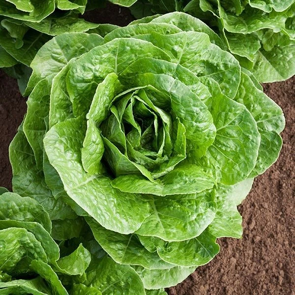 Paris Island Cos Romaine Lettuce Seeds, NON-GMO, ORGANIC, HEIRLOOM - $4.53