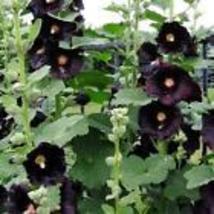 50 Seeds Hollyhock NIGRA Alcea Rosea Deep Red Black Fall or Spring Plant Non-GMO - £9.45 GBP
