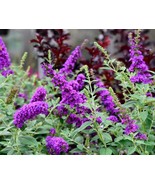 50 Violet Purple Butterfly Bush Buddleia Davidii Bulk Seeds - €10,19 EUR