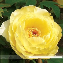 Heirloom High Noon Yellow Tree Peony Flower Seeds, Professional Pack - $30.00