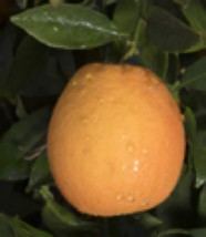 California only! Newhall Navel Semi-Dwarf Orange 24&quot;-36&quot; tall, grafted - $135.00