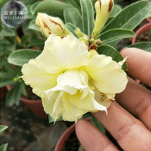 BELLFARM Whitish Yellow Adenium Big Blooms Bonsai Flowers, 6pcs &#39;Seeds&#39; Heirloom - £5.17 GBP