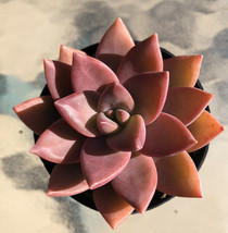 2.5&quot; pot Graptosedum ‘California Sunset’ , Cacti &amp; Succulents Plant - $26.69