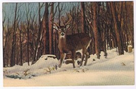 Postcard Animal Buck Deer In Snow Covered Forest - $2.75