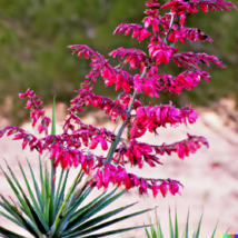 RED YUCCA (Hesperaloe parviflora) Hummingbird &amp; Butterfly Flower Plant 20+ Seeds - £9.19 GBP