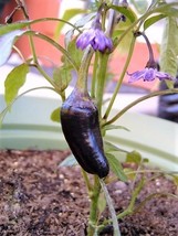 40 Purple Jalapeno Pepper Capsicum Annuum Hot Chili Vegetable Seeds USA Fast Shi - £14.37 GBP