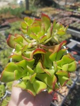 Sedum Dendroideum (4&quot; pot) - £8.68 GBP