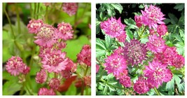 1 Astrantia - Star of Beauty Bareroot/Division - Gardening - £27.52 GBP