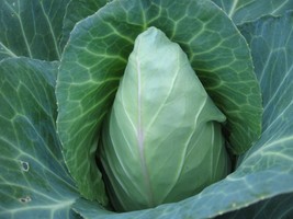 2000+ Cabbage Seeds - Early Jersey Wakefield Heirloom Non Gmo Fresh Garden - £7.29 GBP