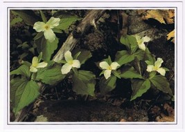 Postcard Large Flowered Trillium Provincial Flower Of Ontario - £2.21 GBP