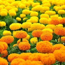 Marigold African Crackerjack 100 Seeds Heirloom Flower Giant Blossoms Fresh - £9.71 GBP