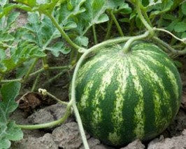 New Fresh Sugar Baby Watermelon Seeds Organic Fruit Seeds Seeds Sweet Watermelon - £3.03 GBP