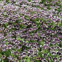 Pennie Black Seeds Nemophila Baby Black Eyes Flower 1000 Seeds Fresh Garden USA  - $13.06