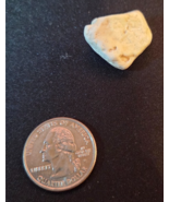 Hawaiian Coral Stone Natural Beach Rock Unique Fossil Collectible Souvenir - $9.99
