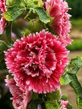 25 Double Red Pink Hollyhock Seeds Perennial Giant - £7.99 GBP