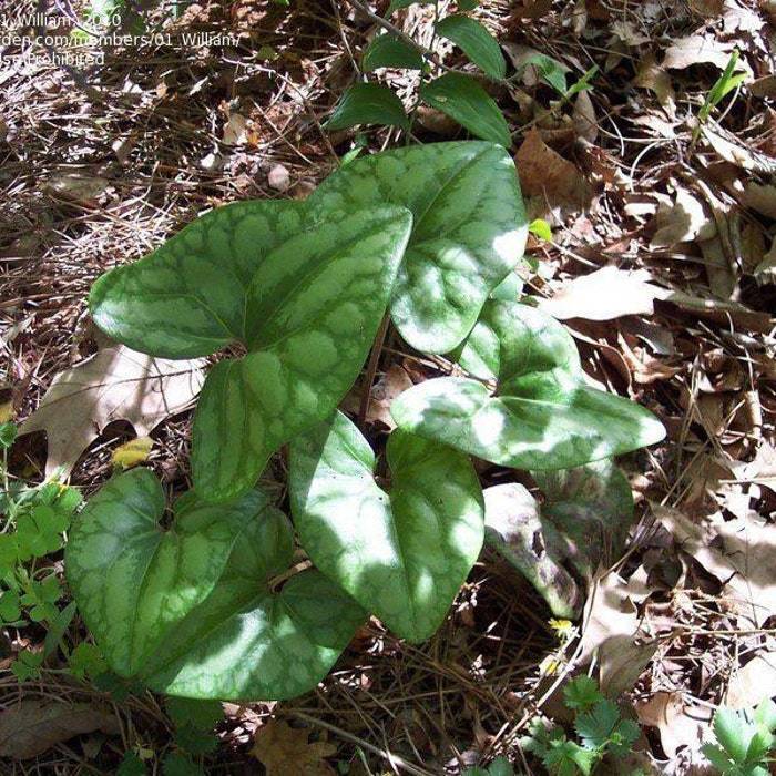 3 Heartleaf Ginger Plant Bare Root Hexastylis Arifolia Organic Ginger Bu... - $15.98