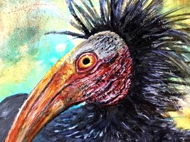 Sacred ibis bird,original watercolour painting. - £15.95 GBP