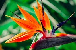 Bird of Paradise Hawaii Strelitzia Starter Plant  - £33.88 GBP
