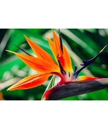 Bird of Paradise Hawaii Strelitzia Starter Plant  - £33.98 GBP