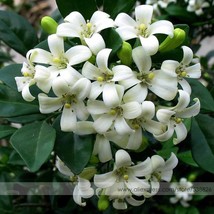 100% True Orange Jasmine Shrub With Fragrant White Flower 20 Seeds Gardening - $8.22