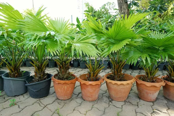 10 Palmetto Tree Seeds For Planting Sabal Palmetto Usa Seller - £15.88 GBP