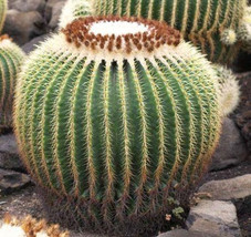 Echinocactus grusonii Golden Barrel Cactus - £2.11 GBP