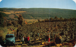 Valley Of Lake Canandaigua Ny~Widmer&#39;s Vineyards Grape HARVEST~1977 Postcard - £7.22 GBP