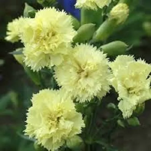 30 Yellow Grenadin Carnation Flower Seeds Dianthus Carysphyllus Fresh Seeds - $18.90