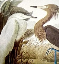 Reddish Egret Bird 1950 Lithograph Art Print Audubon Nature First Editio... - £23.69 GBP