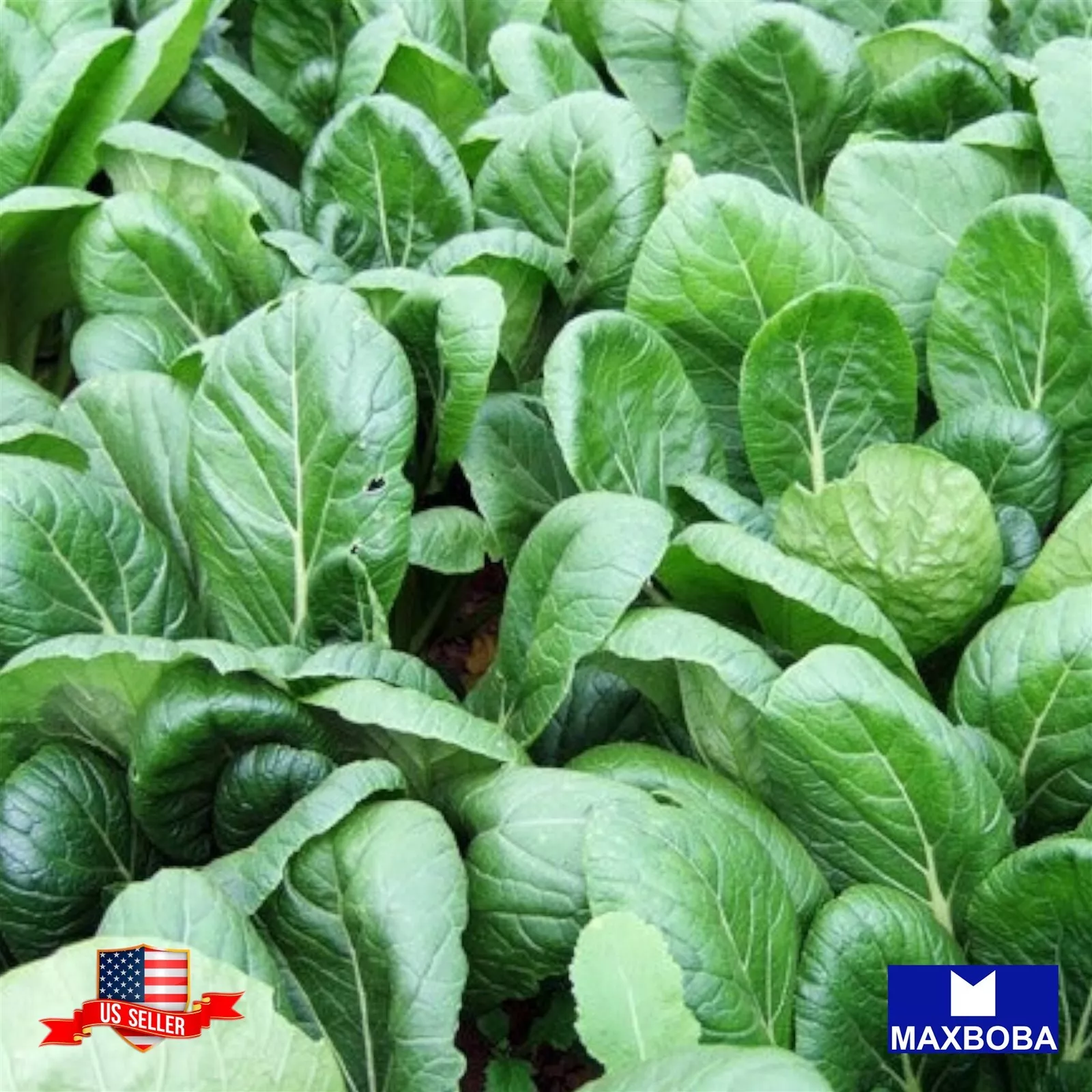 Mustard Seeds - Spinach (Komatsuna) - Tendergreen Non-GMO Heirloom Veget... - $8.32