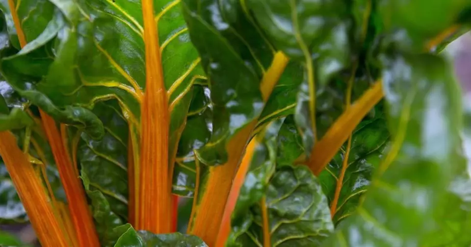 Semilir Canary Yellow Swiss Chard Non Gmo 35 Seeds Suppliers - $9.42