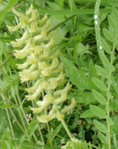 THJAR vetch, CANADIAN MILK, light yellow blossoms, 115 seeds! * - $5.98