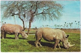 Postcard White Rhinoceroses Busch Gardens Tampa Florida - £3.09 GBP