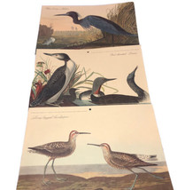 Milwaukee Public Library Lot Of 3 Bird Prints Blue Crane Heron Etc. - £9.03 GBP
