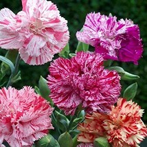 Double Picotee Mix Carnation Seeds | 50 Seeds | Non-GMO | FROM USA - £2.39 GBP