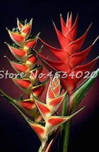 New Fresh 100 Pcs Heliconia Plant Bonsai Perennial Flower Plants Semillas De Pla - $10.32