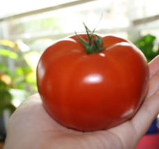 20 Pc Seeds Red Beefsteak Tomato Plant, Beefsteak Tomato Seeds for Planting | RK - £14.78 GBP